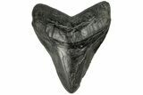 Bargain, Fossil Megalodon Tooth - South Carolina #168223-1